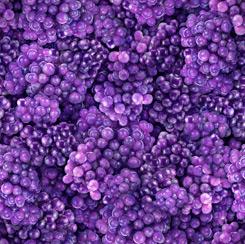 Fresh Purple Grapes